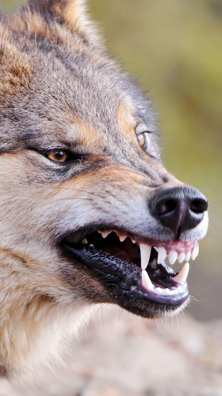 Animal Wolf, 720x1280, Phone HD Wallpaper
