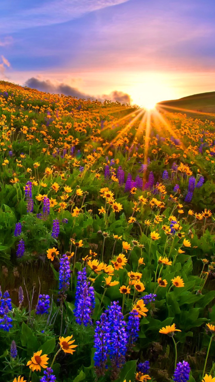 Earth Flower, Earth, Purple Flower, Spring, Sunset, Sunbeam, 720x1280, Phone HD Wallpaper