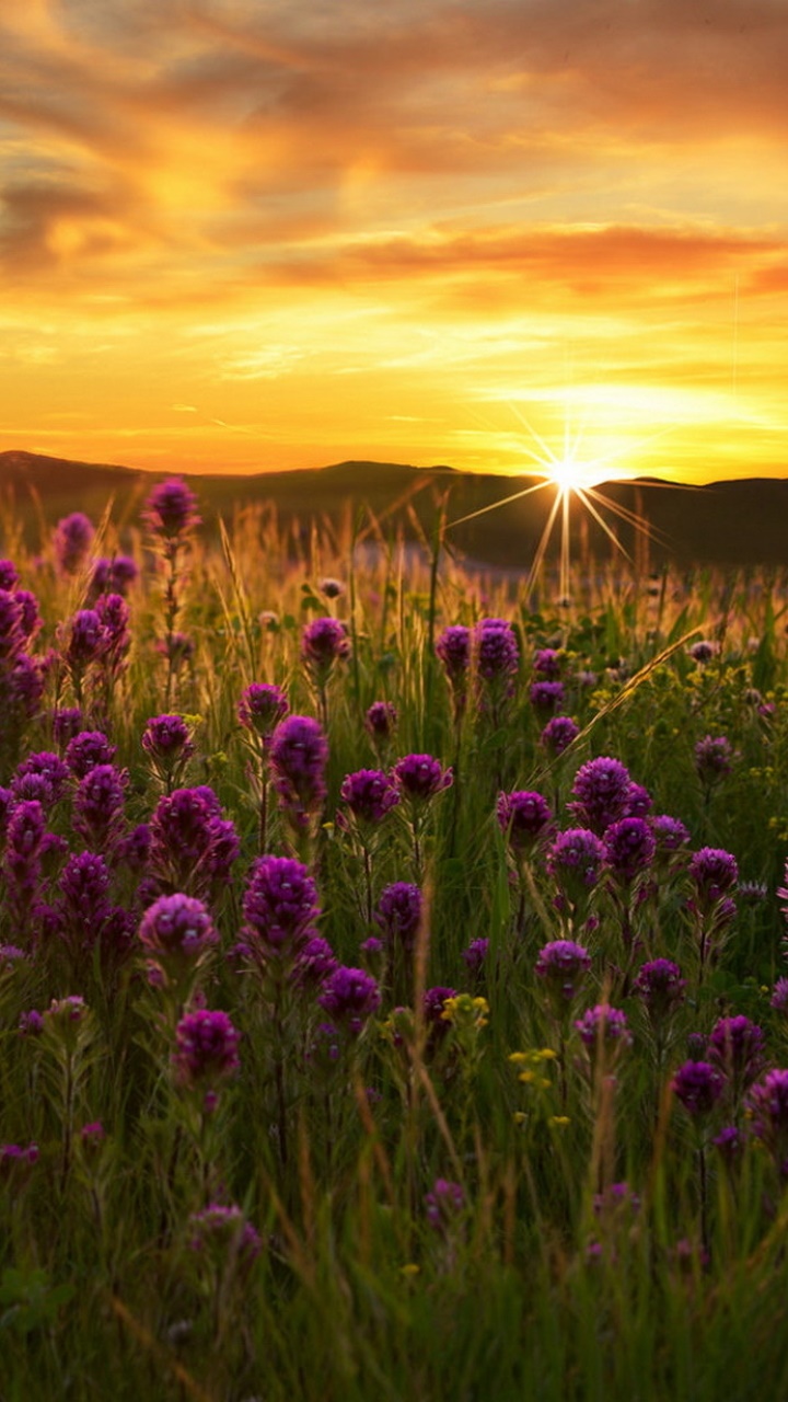 Earth Flower, Purple Flower, Sunrise, Sun, Earth, Field, 720x1280, Phone HD Wallpaper