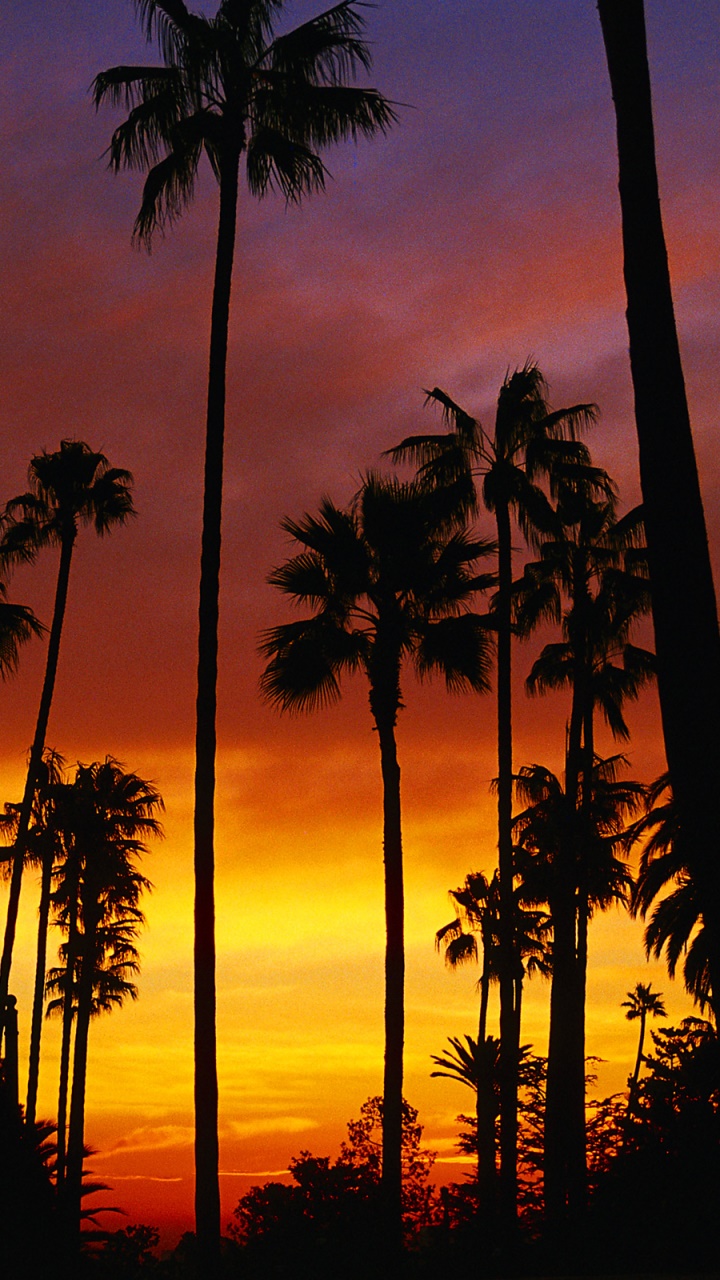 Earth Sunset, Orange (Color), Palm Tree, California, Earth, Silhouette, 720x1280, Phone HD Wallpaper