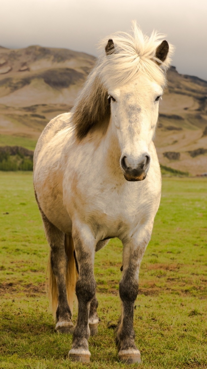 Animal Horse, 720x1280, Phone HD Wallpaper