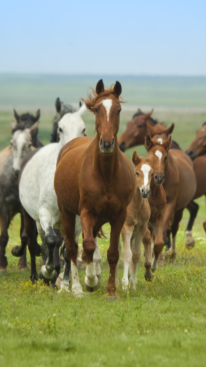 Animal Horse, 720x1280, Phone HD Wallpaper