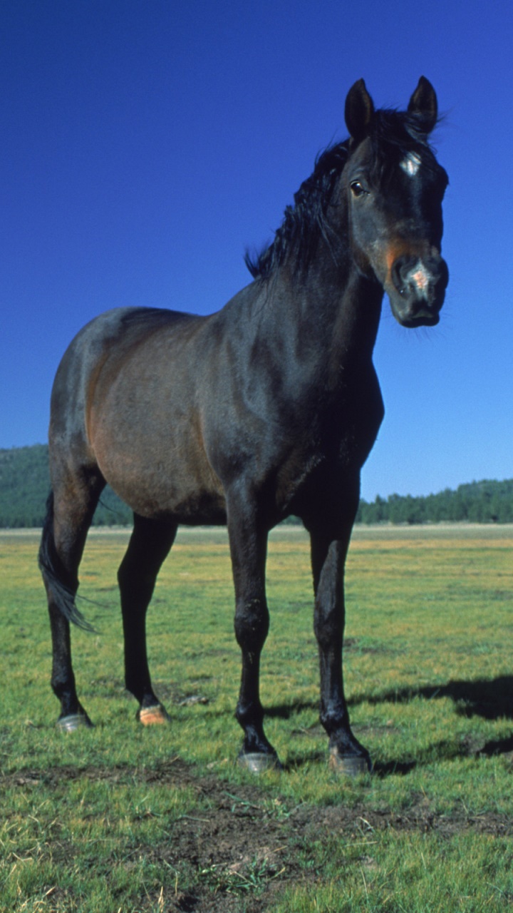 Animal Horse, 720x1280, Phone HD Wallpaper
