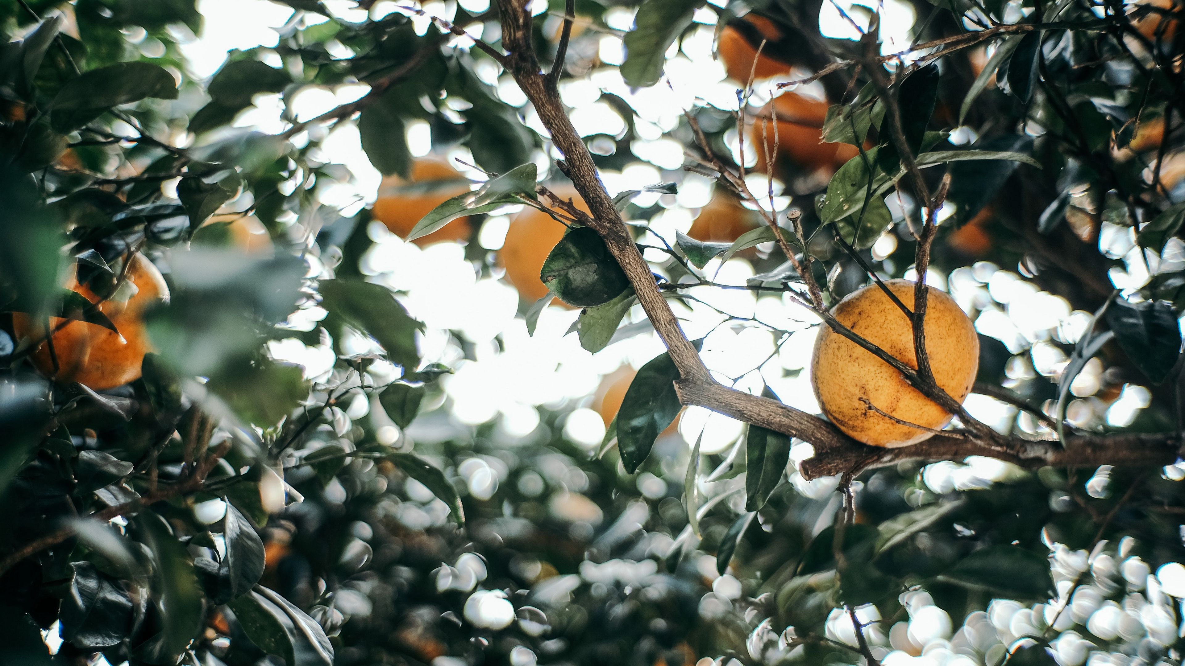 leaves, branch, fruit, mandarin, 4k, HD Wallpaper