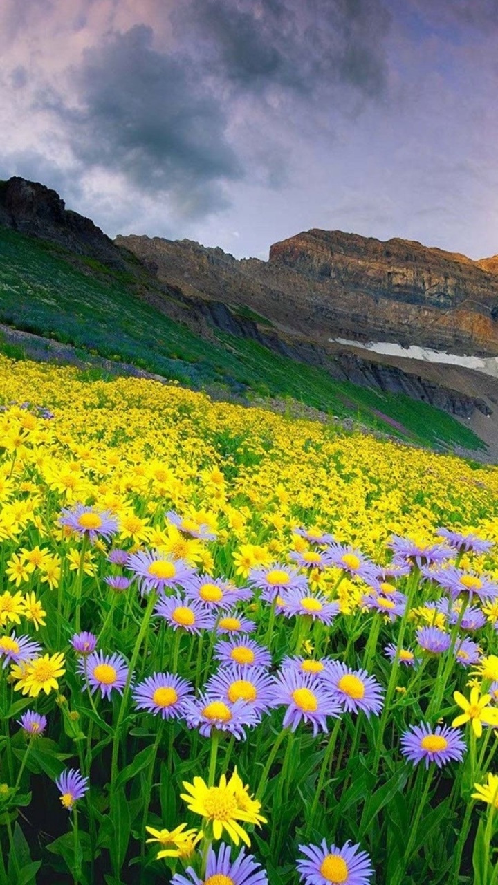 Earth Flower, 720x1280, Phone HD Wallpaper
