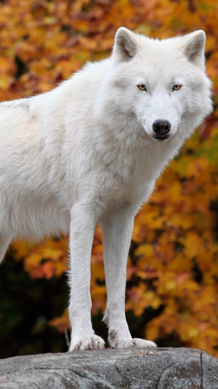 Animal Wolf, 720x1280, Phone HD Wallpaper
