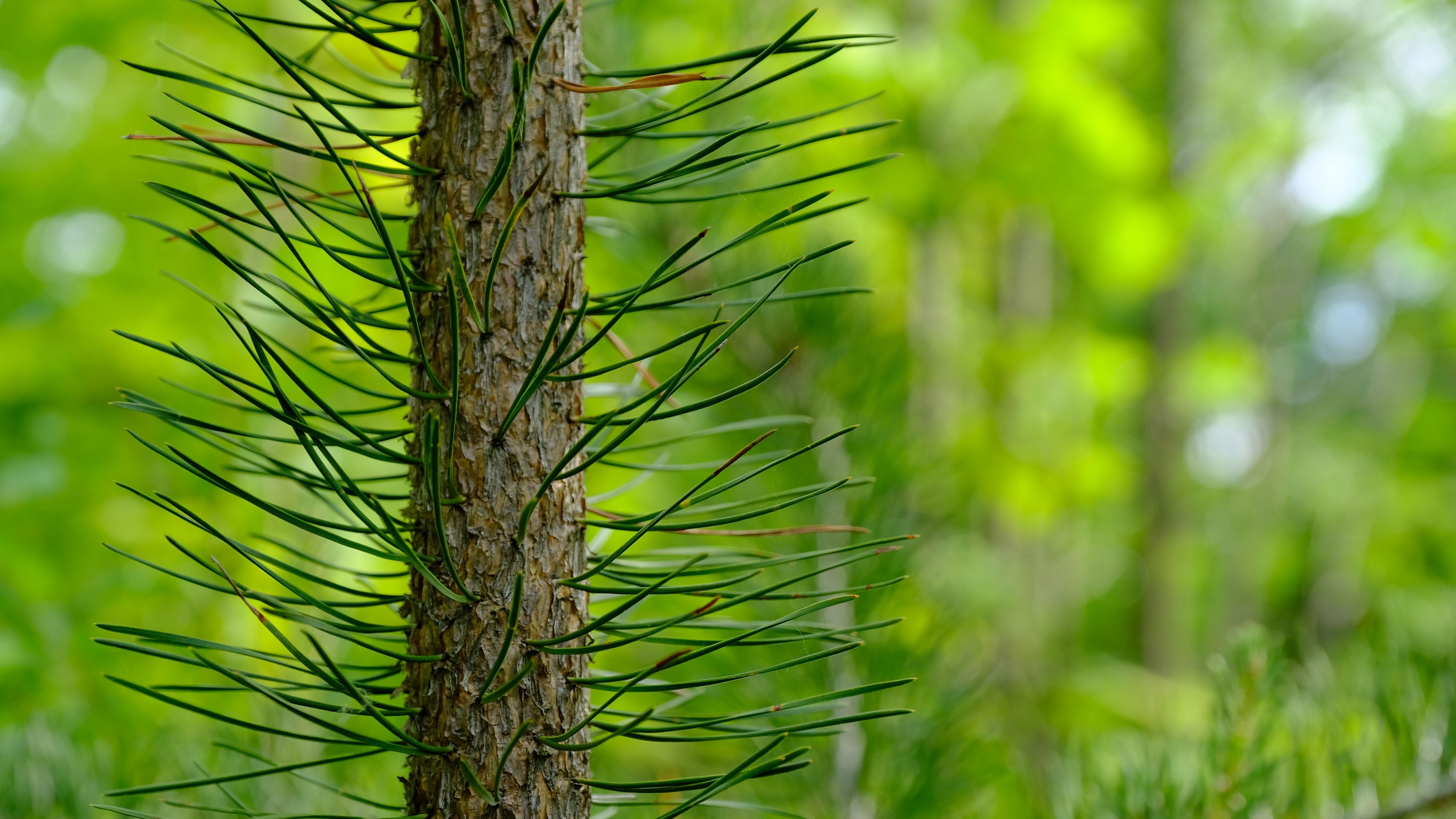 tree, pine, needles, green, 4k, HD Wallpaper