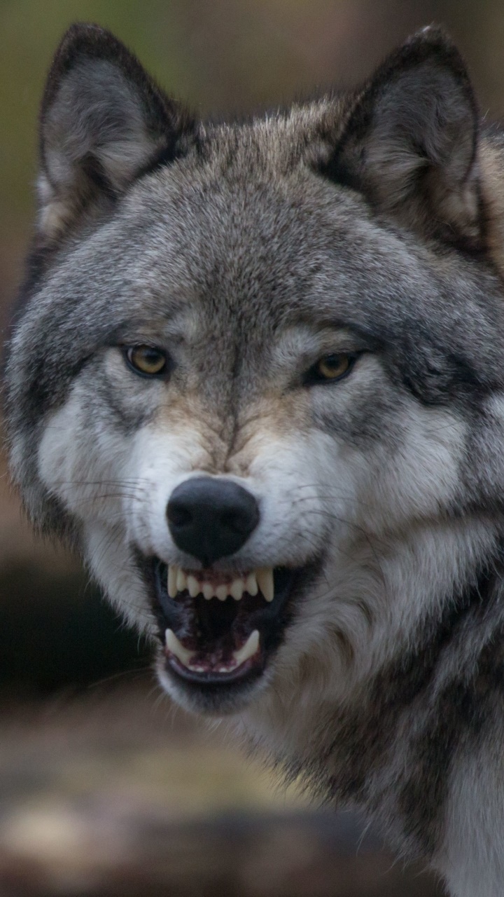 Animal Wolf, Snarl, 720x1280, Phone HD Wallpaper