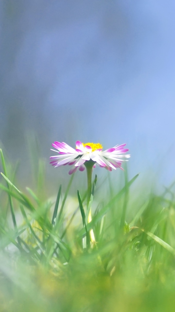 Earth Flower, Grass, Pastel, Nature, 720x1280, Phone HD Wallpaper