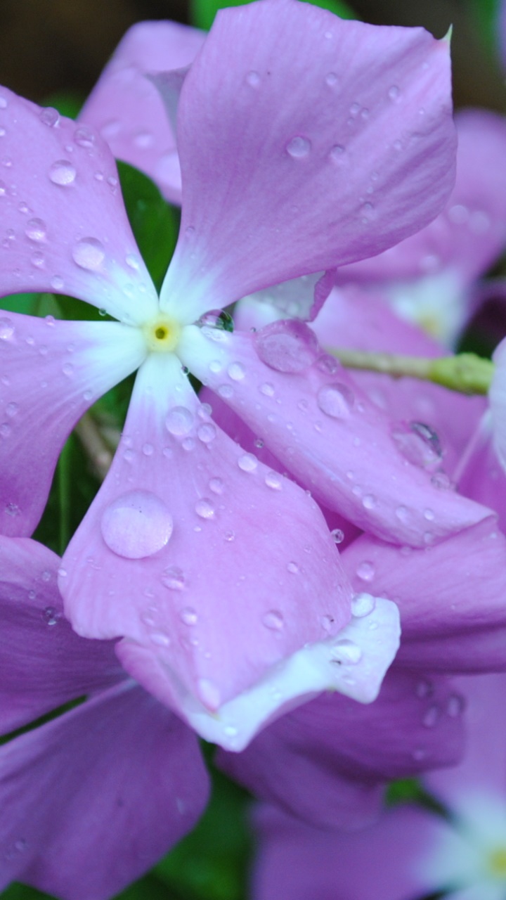 Earth Flower, 720x1280, Phone HD Wallpaper