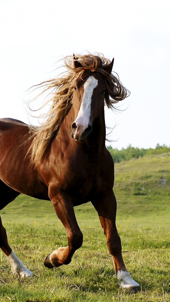 Animal Horse, 720x1280, Phone HD Wallpaper