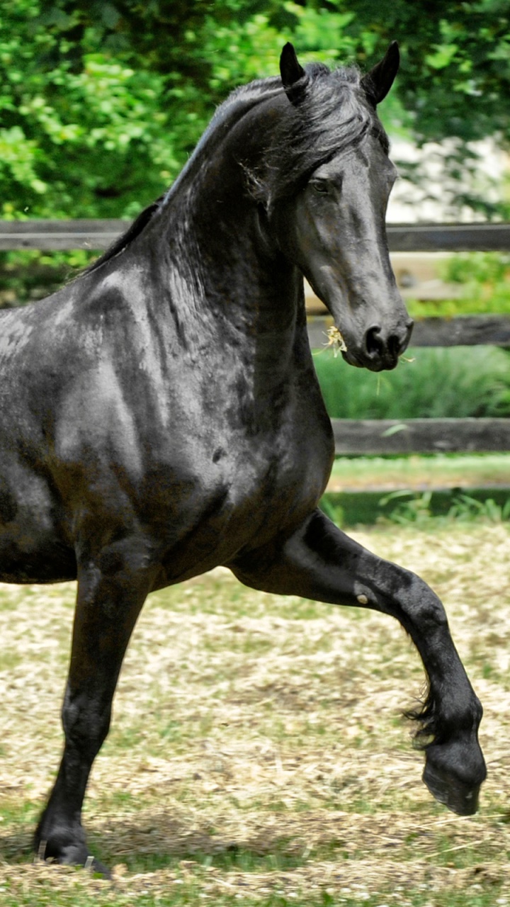 Animal Horse, 720x1280, Phone HD Wallpaper