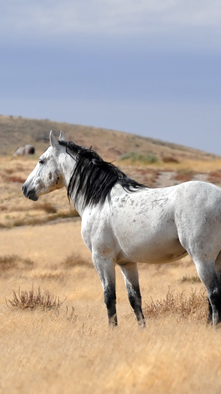 Animal Horse, 720x1280, Phone HD Wallpaper