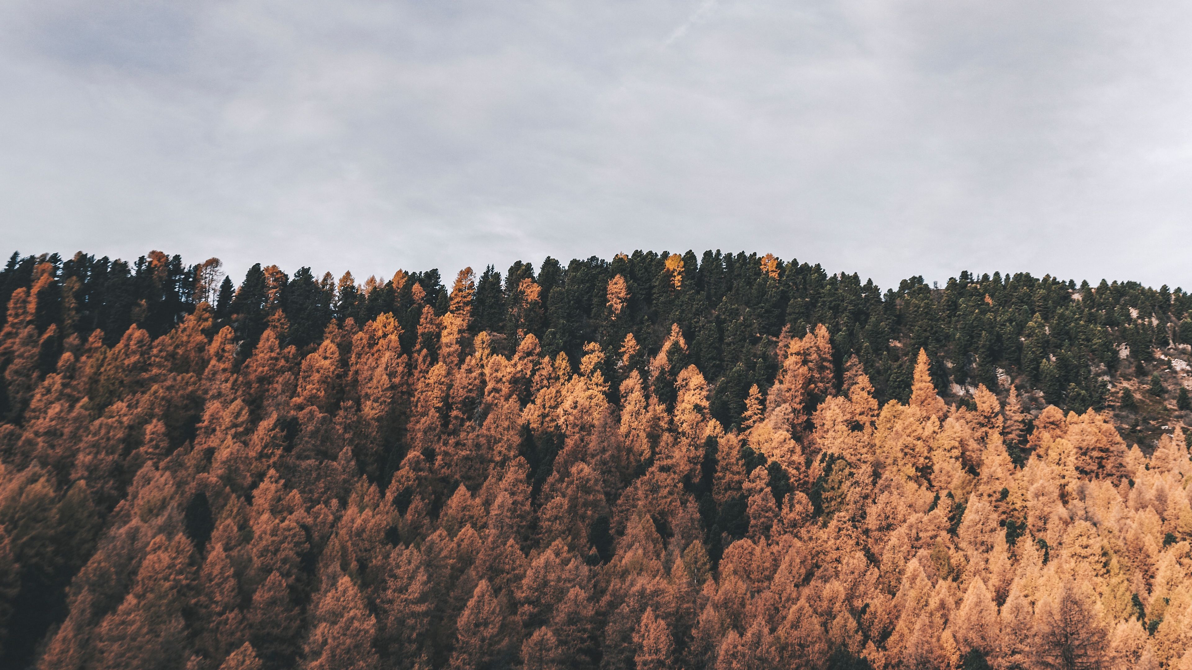 forest, trees, hills, stones, nature, 4k, HD Wallpaper