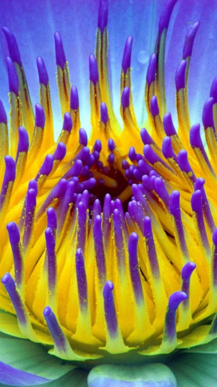 Earth Flower, 720x1280, Phone HD Wallpaper
