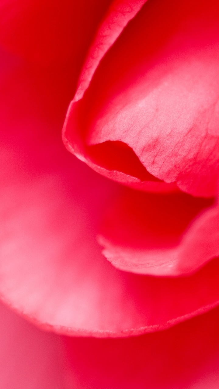 Earth Flower, 720x1280, Phone HD Wallpaper