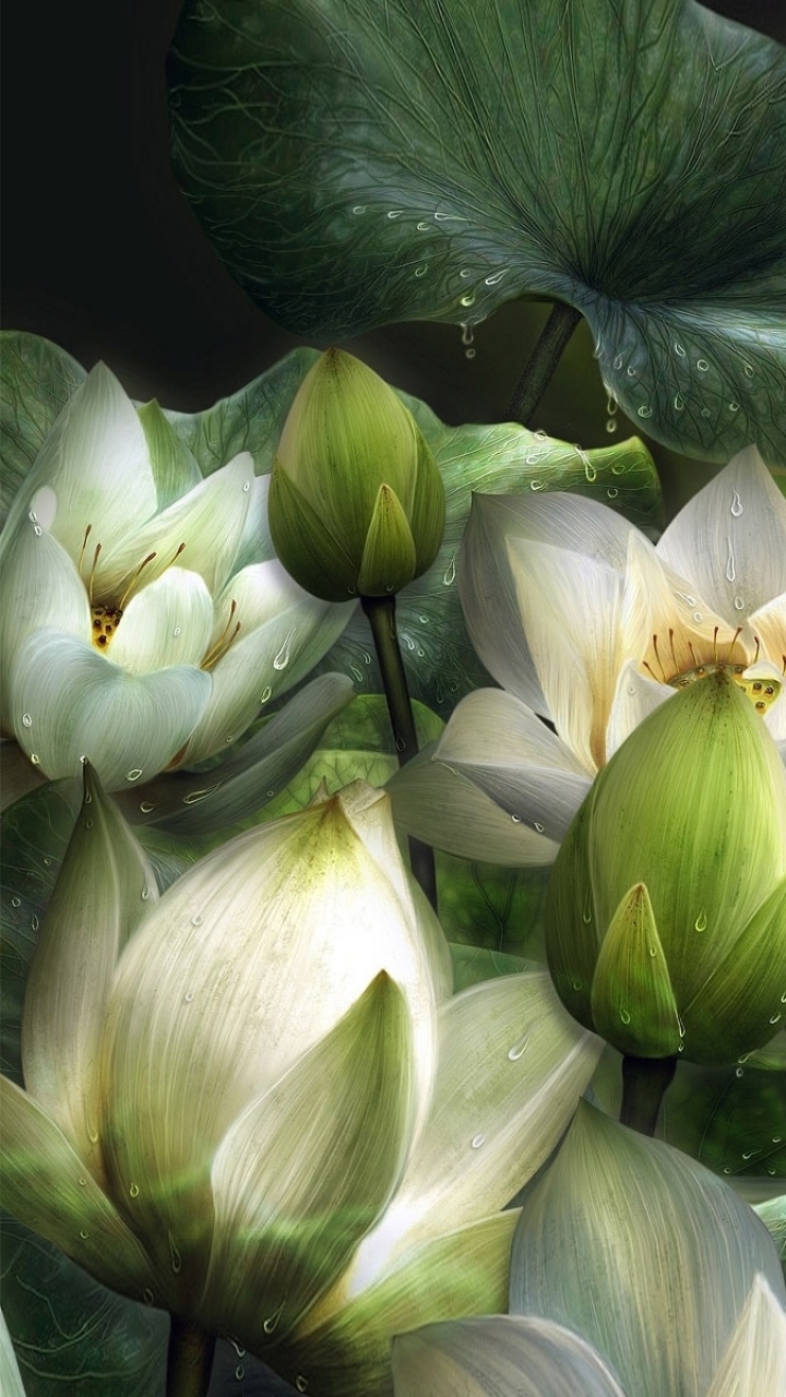 Artistic Flower, Lotus, 720x1280, Phone HD Wallpaper