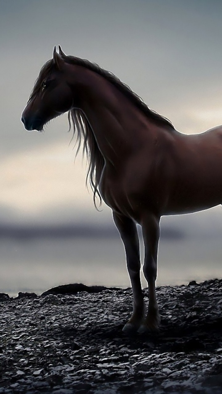 Animal Horse, 720x1280, Phone HD Wallpaper