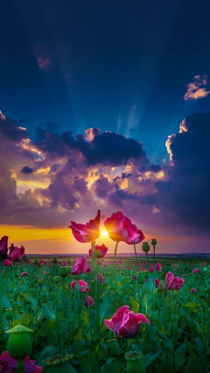 Earth Flower, Pink Flower, Field, Nature, Landscape, Cloud, 720x1280, Phone HD Wallpaper