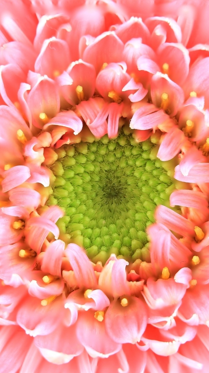 Earth Flower, Macro, Close-up, Pink Flower, Nature, 720x1280, Phone HD Wallpaper
