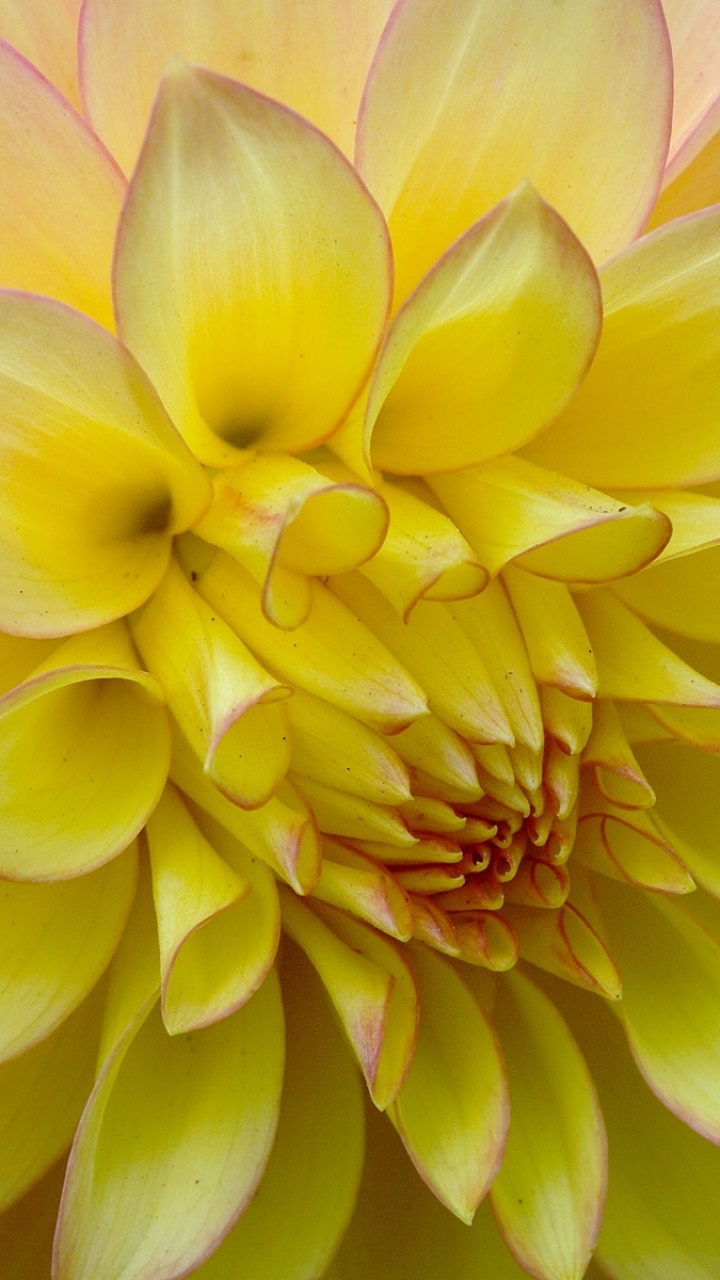 Earth Flower, 720x1280, Phone HD Wallpaper