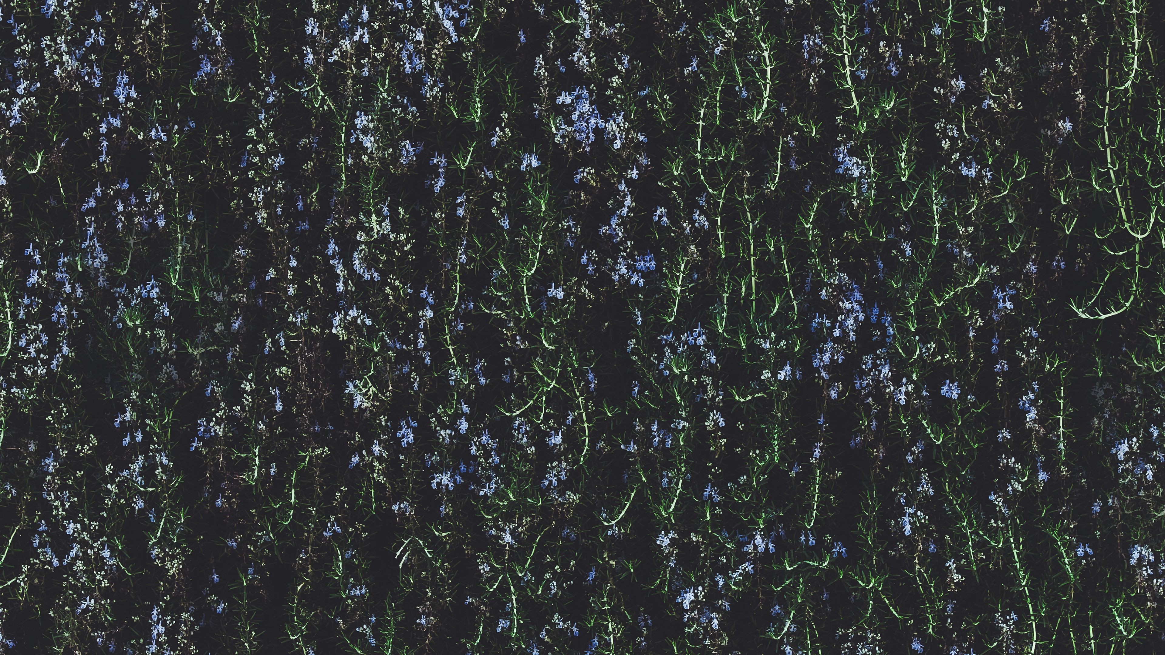 flowers, plant, vegetation, thickets, 4k, HD Wallpaper