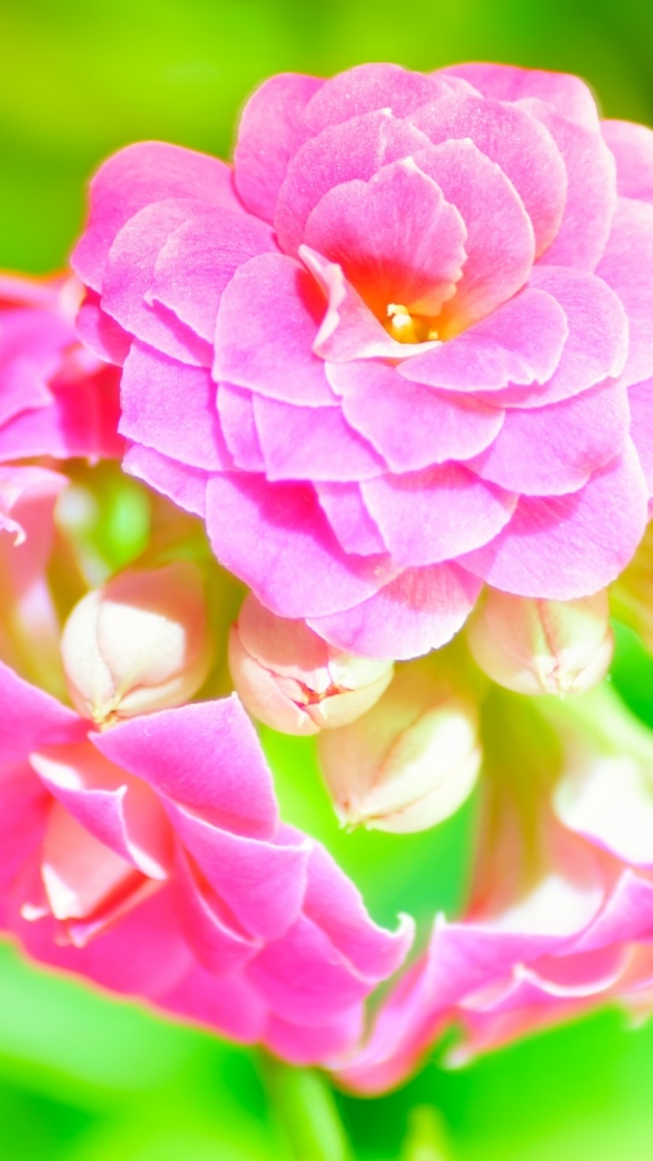 Earth Flower, 720x1280, Phone HD Wallpaper