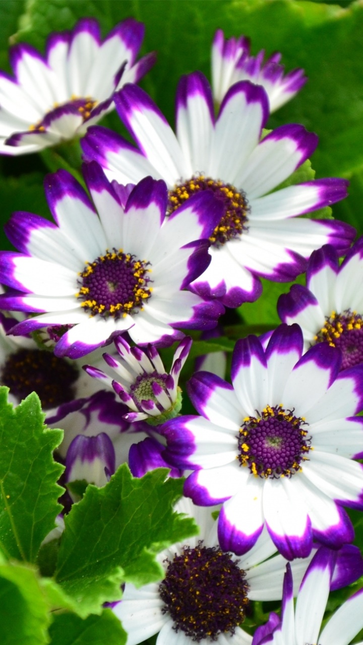 Earth Flower, 720x1280, Phone HD Wallpaper