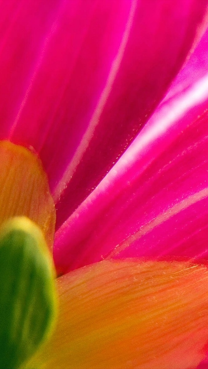 Earth Flower, Pink, Pastel, Spring, 720x1280, Phone HD Wallpaper