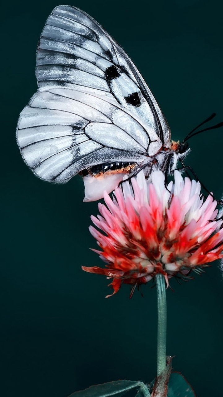 Animal Butterfly, 720x1280, Phone HD Wallpaper