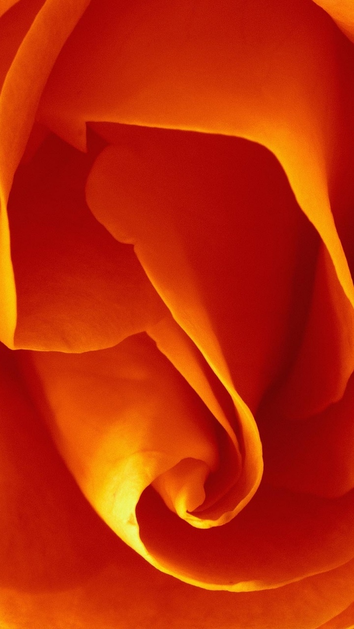 Earth Flower, Close-up, 720x1280, Phone HD Wallpaper