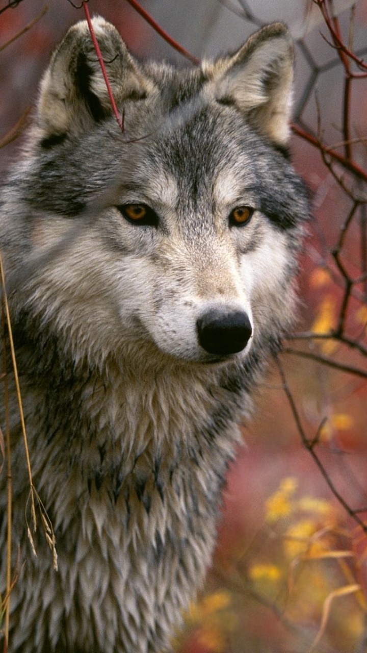 Animal Wolf, 720x1280, Phone HD Wallpaper