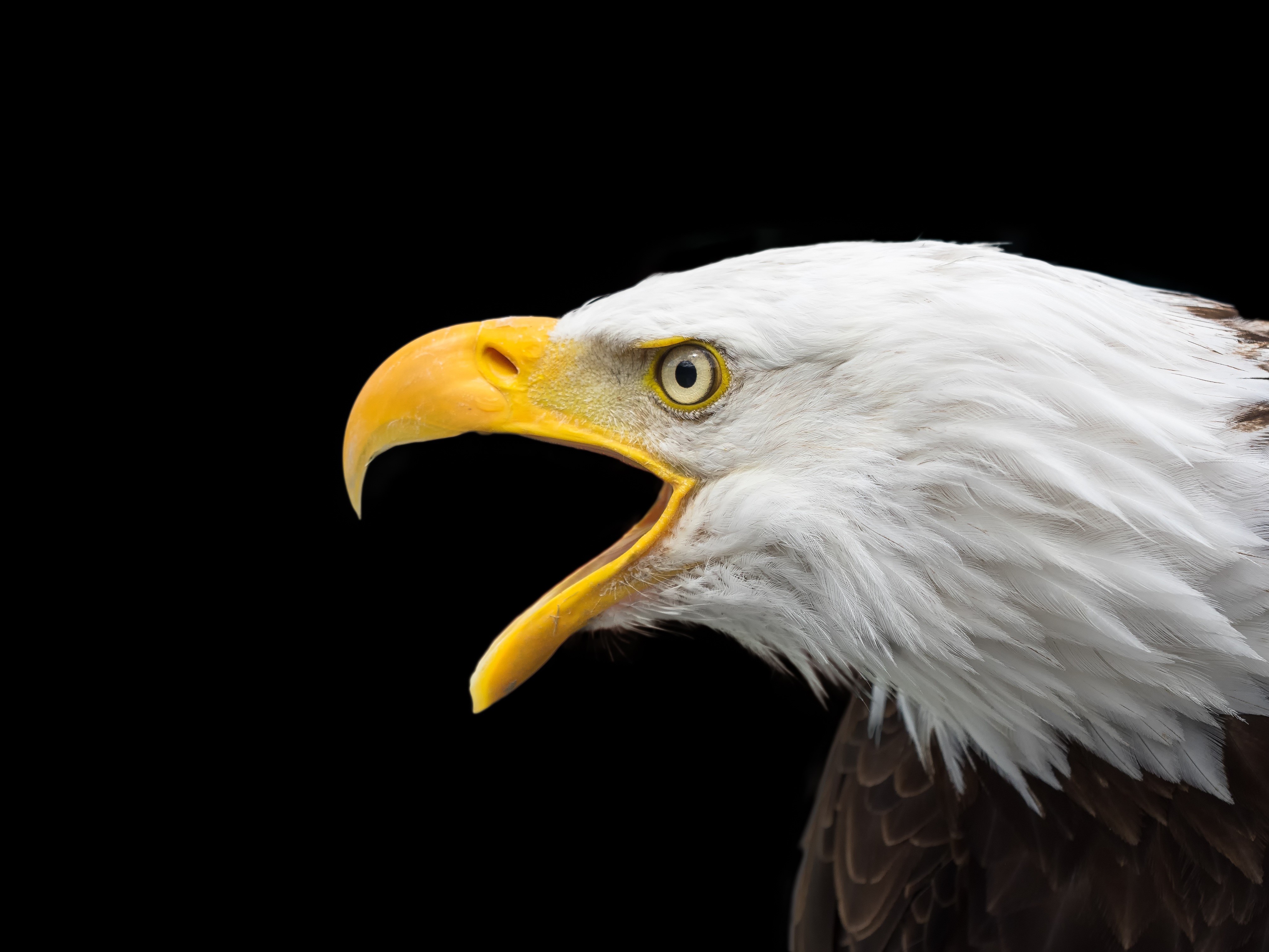 bald eagle, eagle, birds, hd, 4k, HD Wallpaper