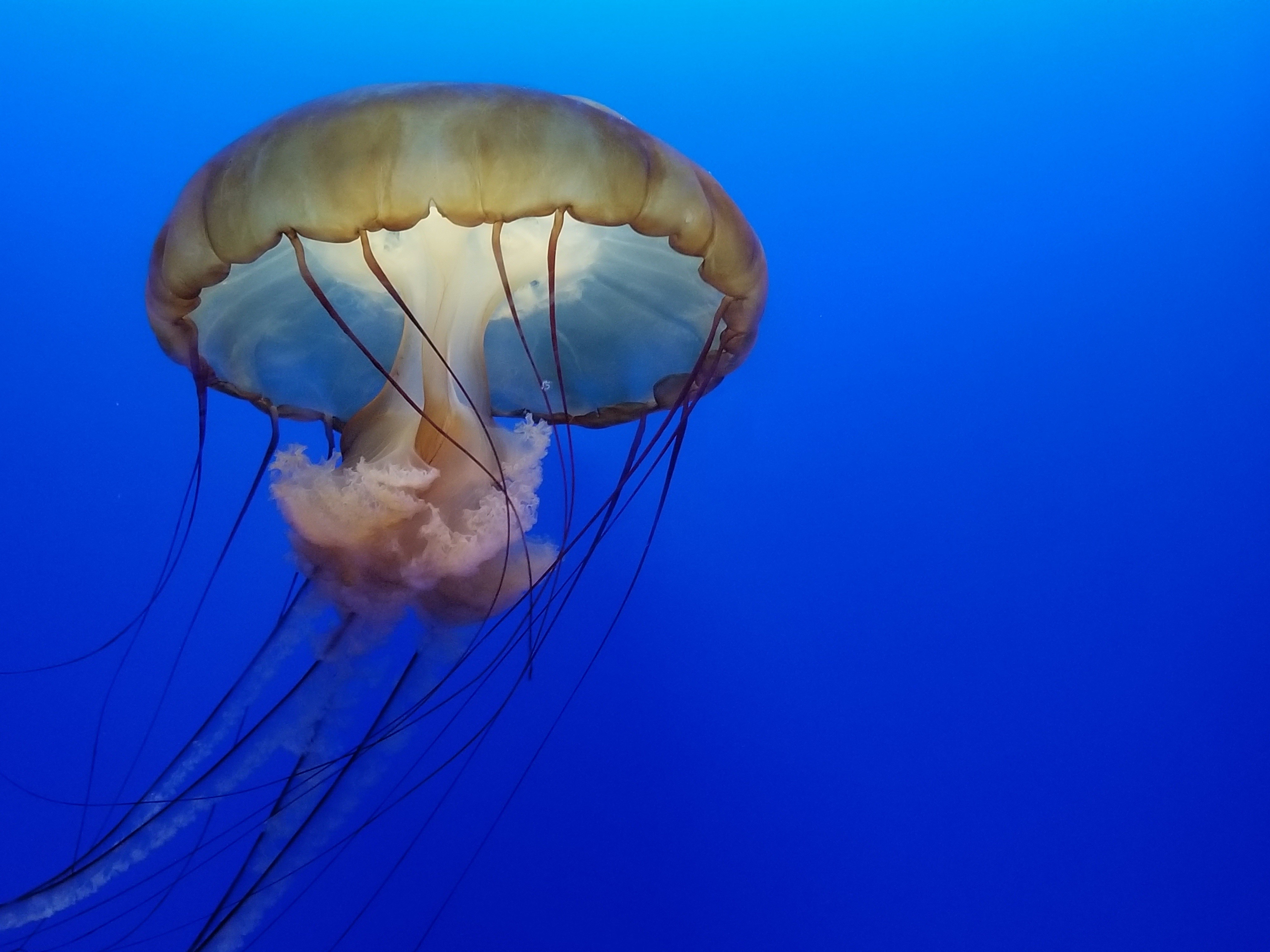 jellyfish, underwater, hd, 4k, HD Wallpaper