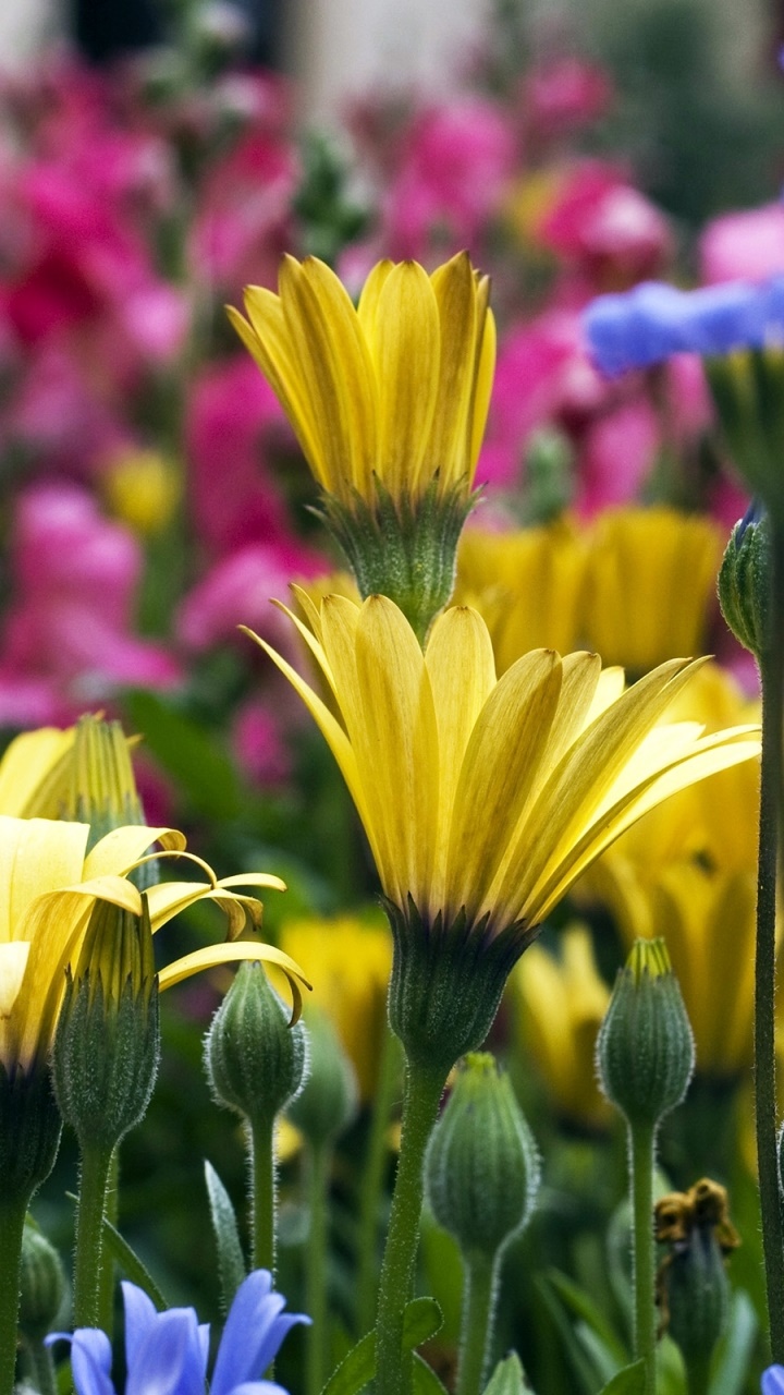 Earth Flower, Garden, Colorado, 720x1280, Phone HD Wallpaper