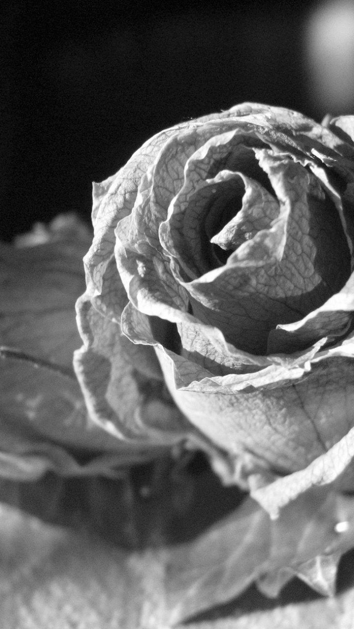 Earth Flower, 720x1280, Phone HD Wallpaper