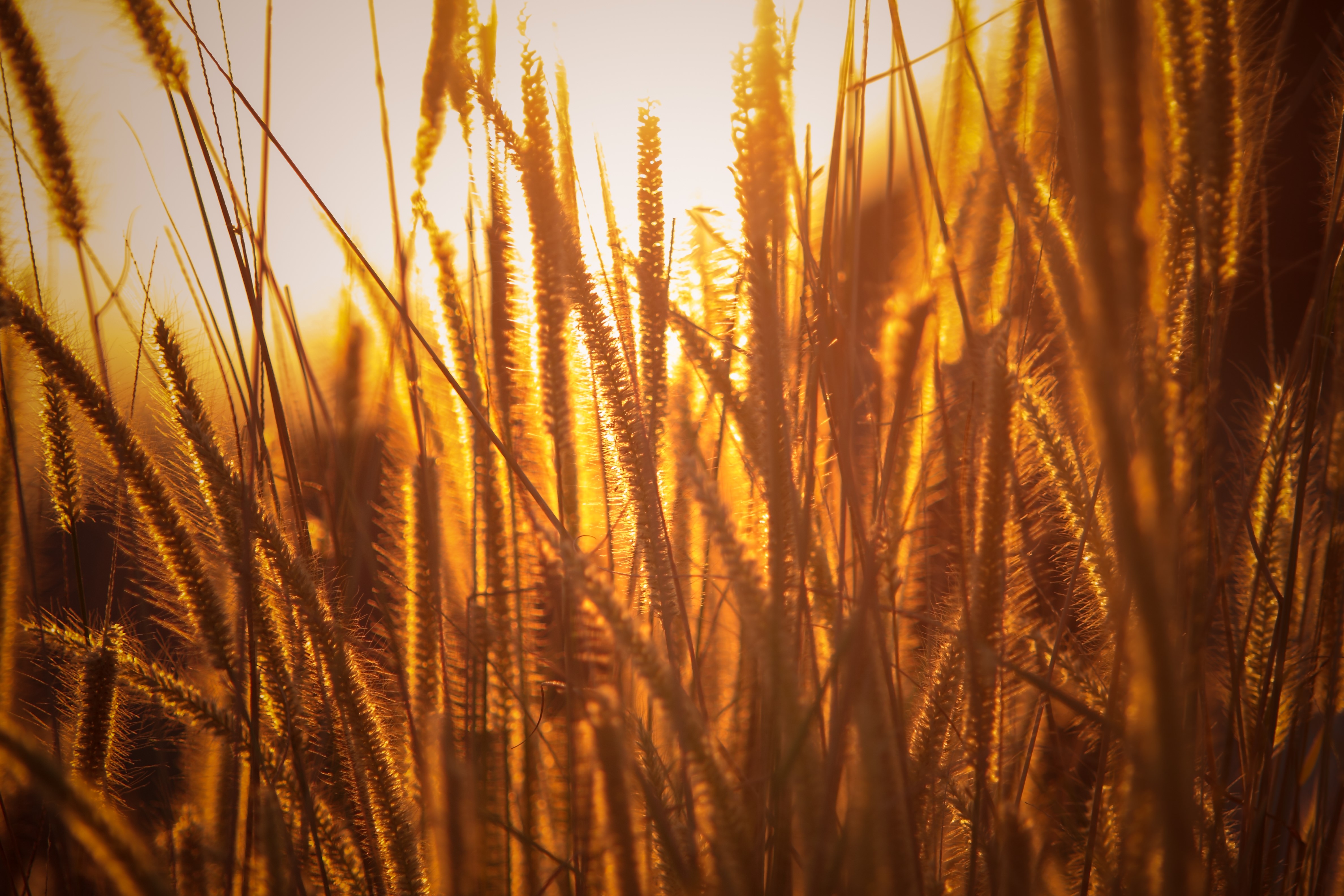 nature, field, grass, hd, 4k, 5k, HD Wallpaper