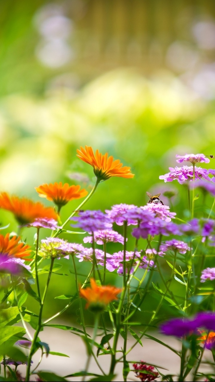 Earth Flower, Colorful, Nature, 720x1280, Phone HD Wallpaper