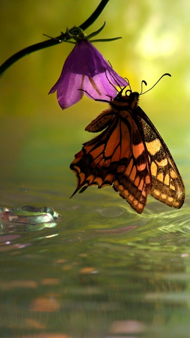 Animal Butterfly, 720x1280, Phone HD Wallpaper