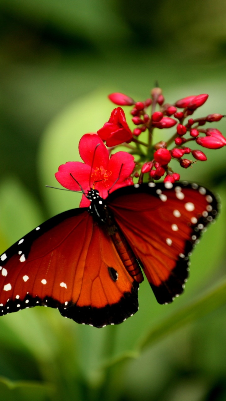 Animal Butterfly, 720x1280, Phone HD Wallpaper