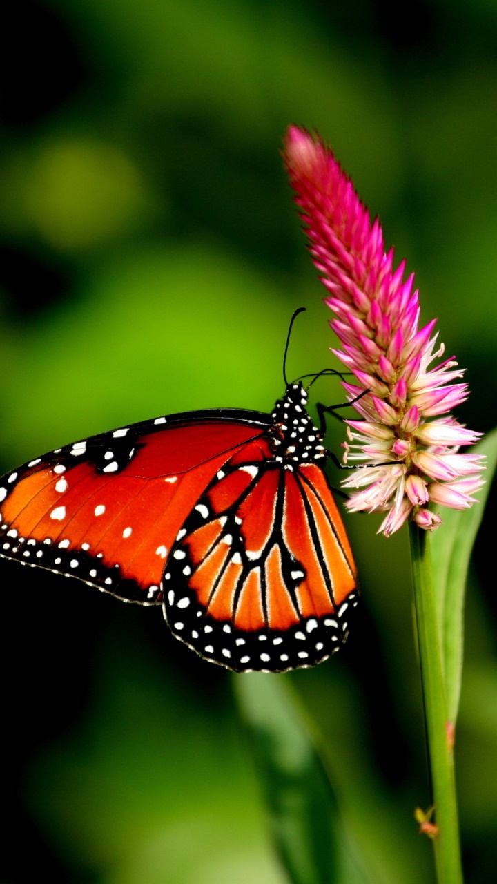 Animal Butterfly, 720x1280, Phone HD Wallpaper