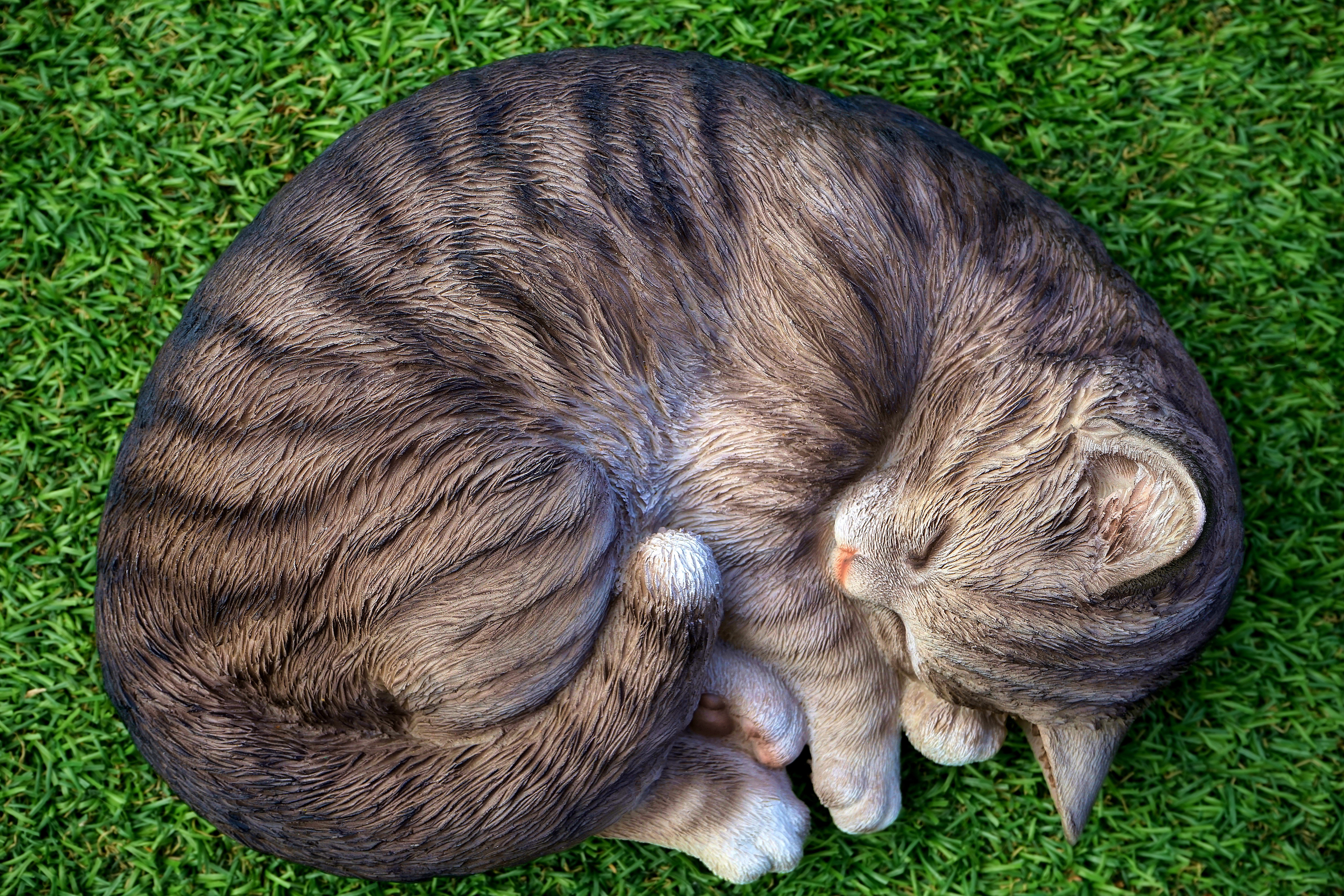 cat, sleeping, animals, cute, hd, 4k, 5k, HD Wallpaper
