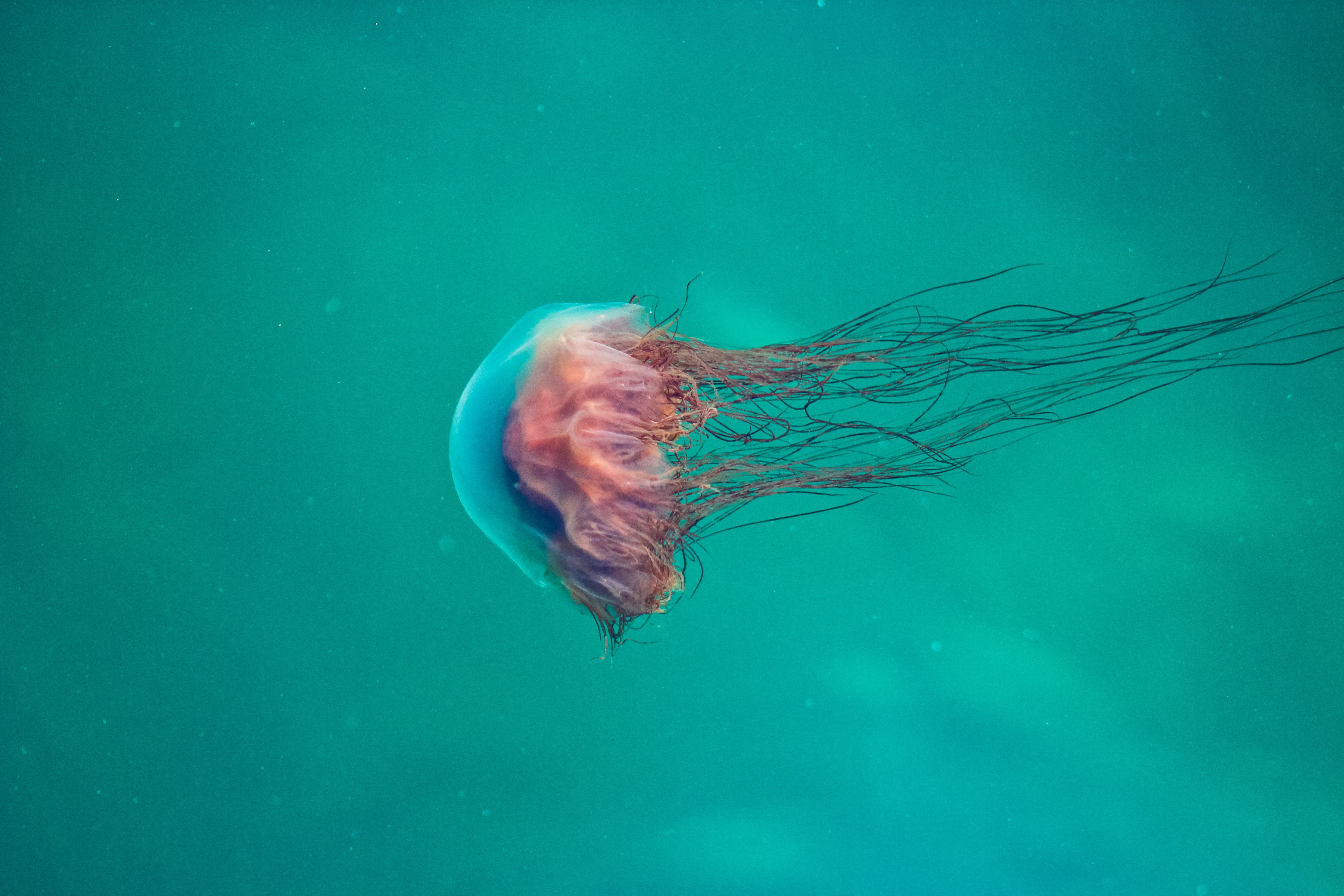 jellyfish, underwater, animals, hd, 4k, 5k, HD Wallpaper