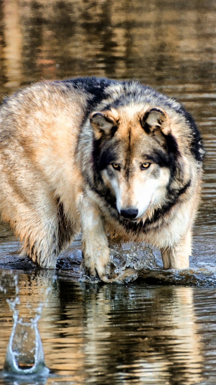 Animal Wolf, 720x1280, Phone HD Wallpaper