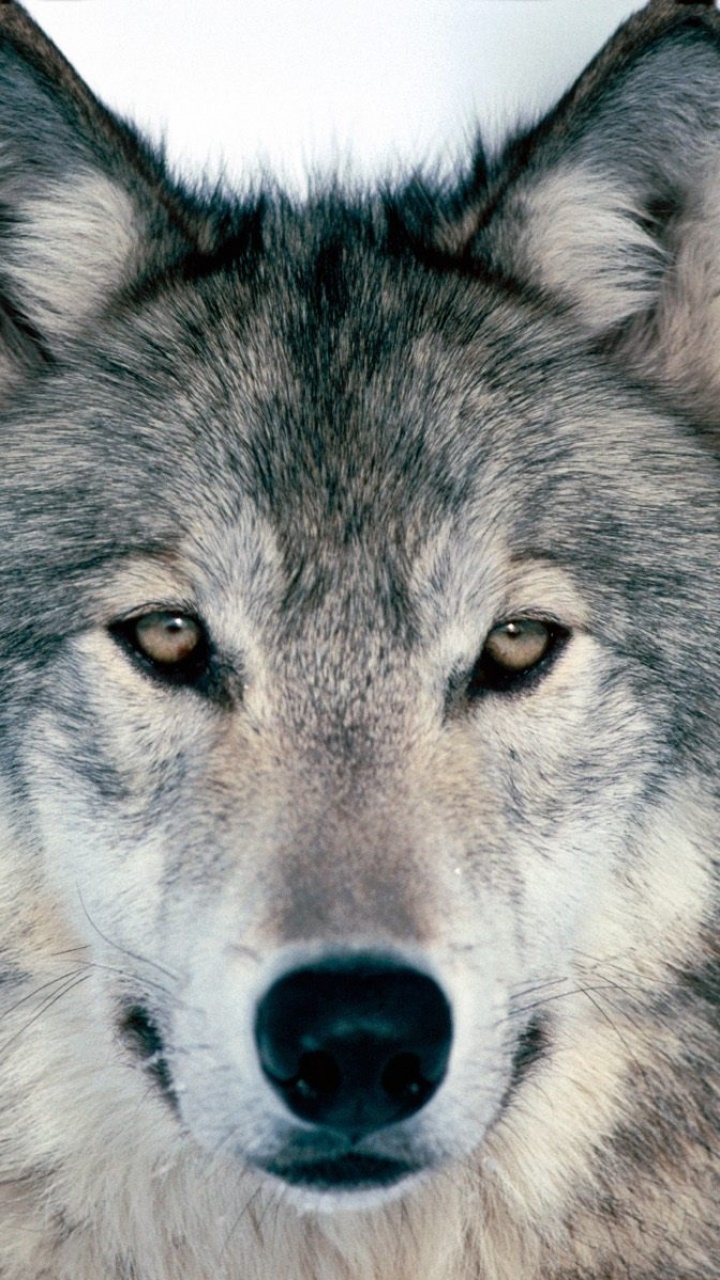 Animal Wolf, 720x1280, Phone HD Wallpaper