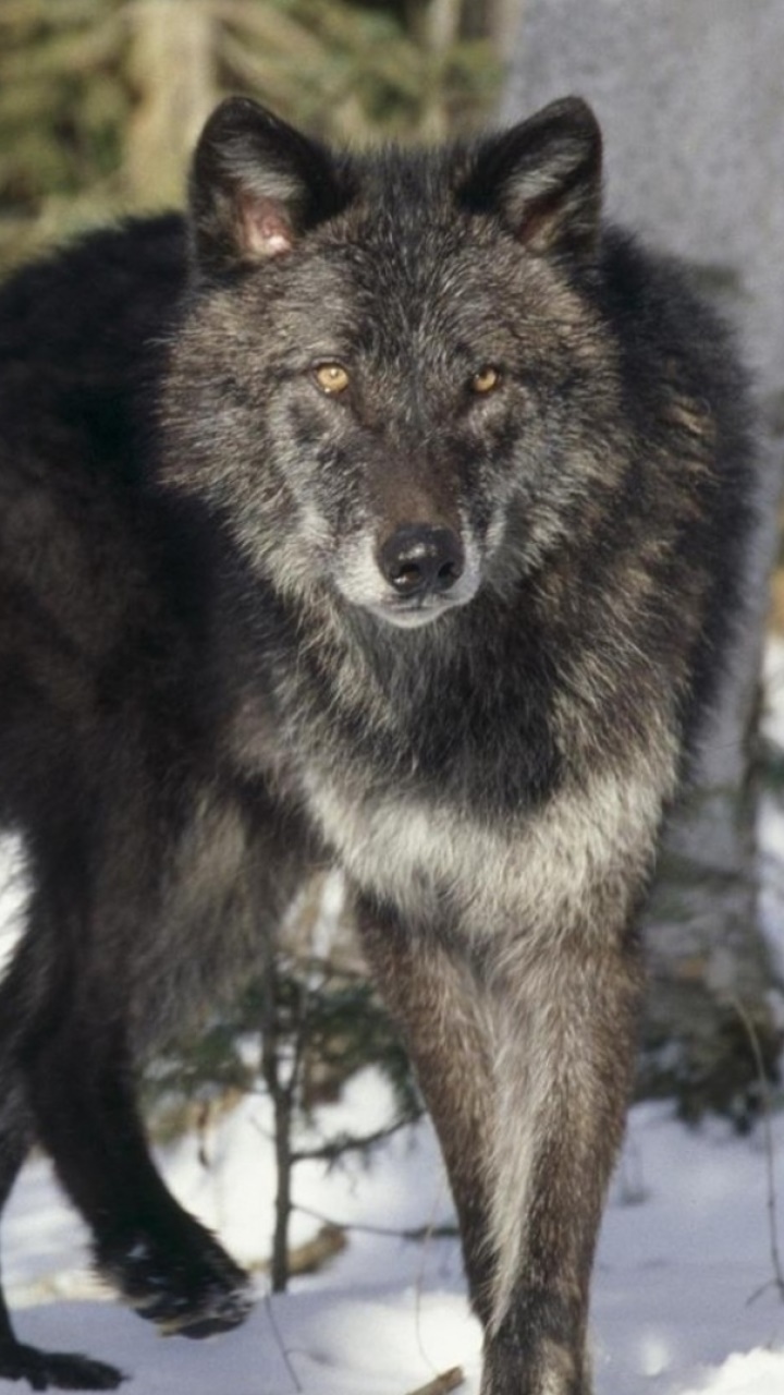 Animal Wolf, 720x1280, Phone HD Wallpaper