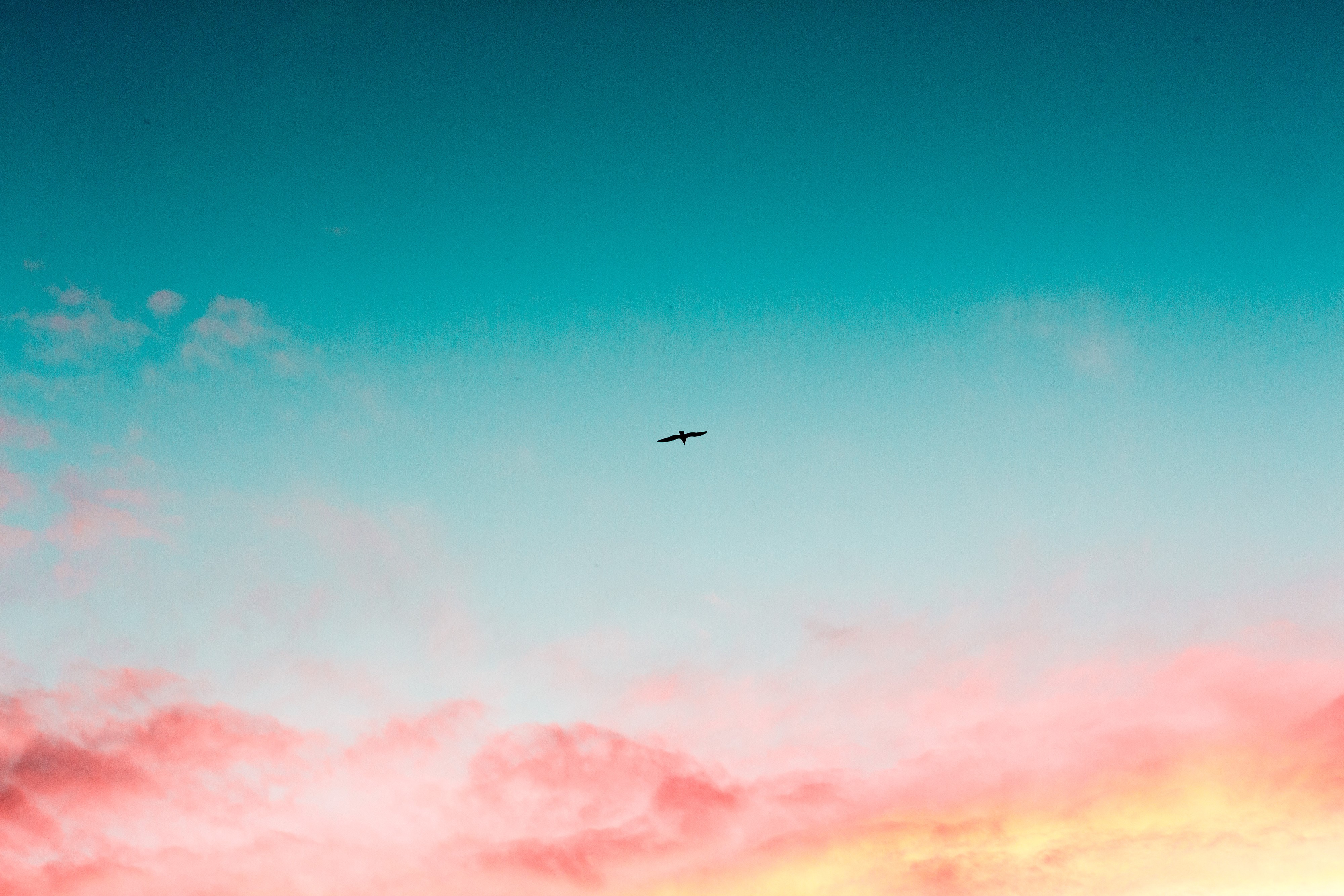 bird, sky, clouds, flying, hd, 4k, nature, HD Wallpaper
