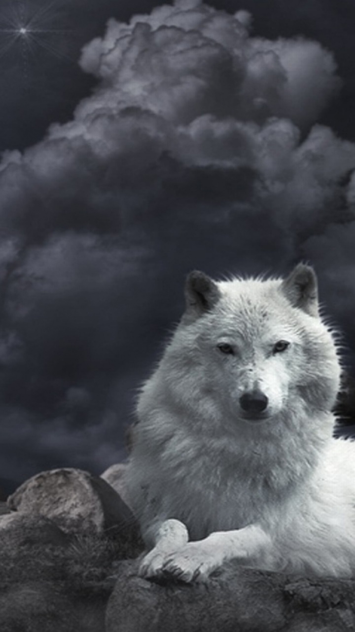 Animal Wolf, 720x1280, Phone HD Wallpaper
