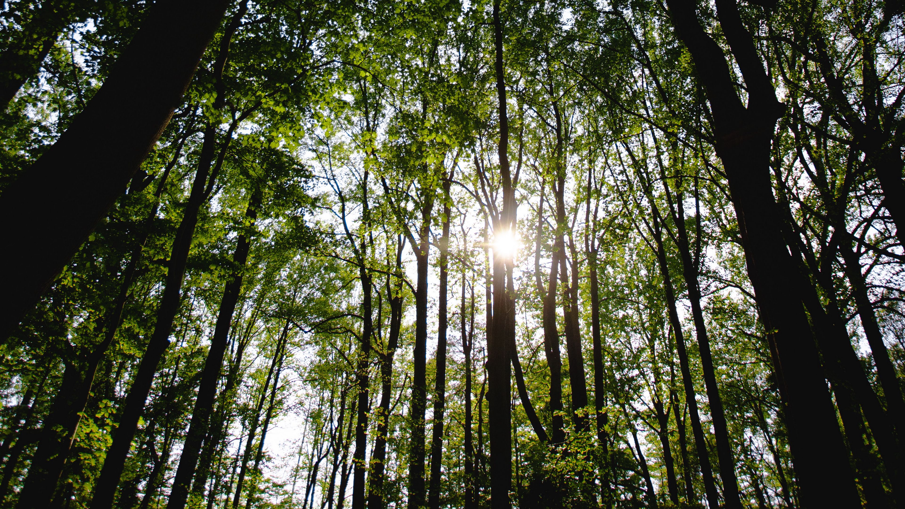 trees, forest, rays, sun, 4k, HD Wallpaper