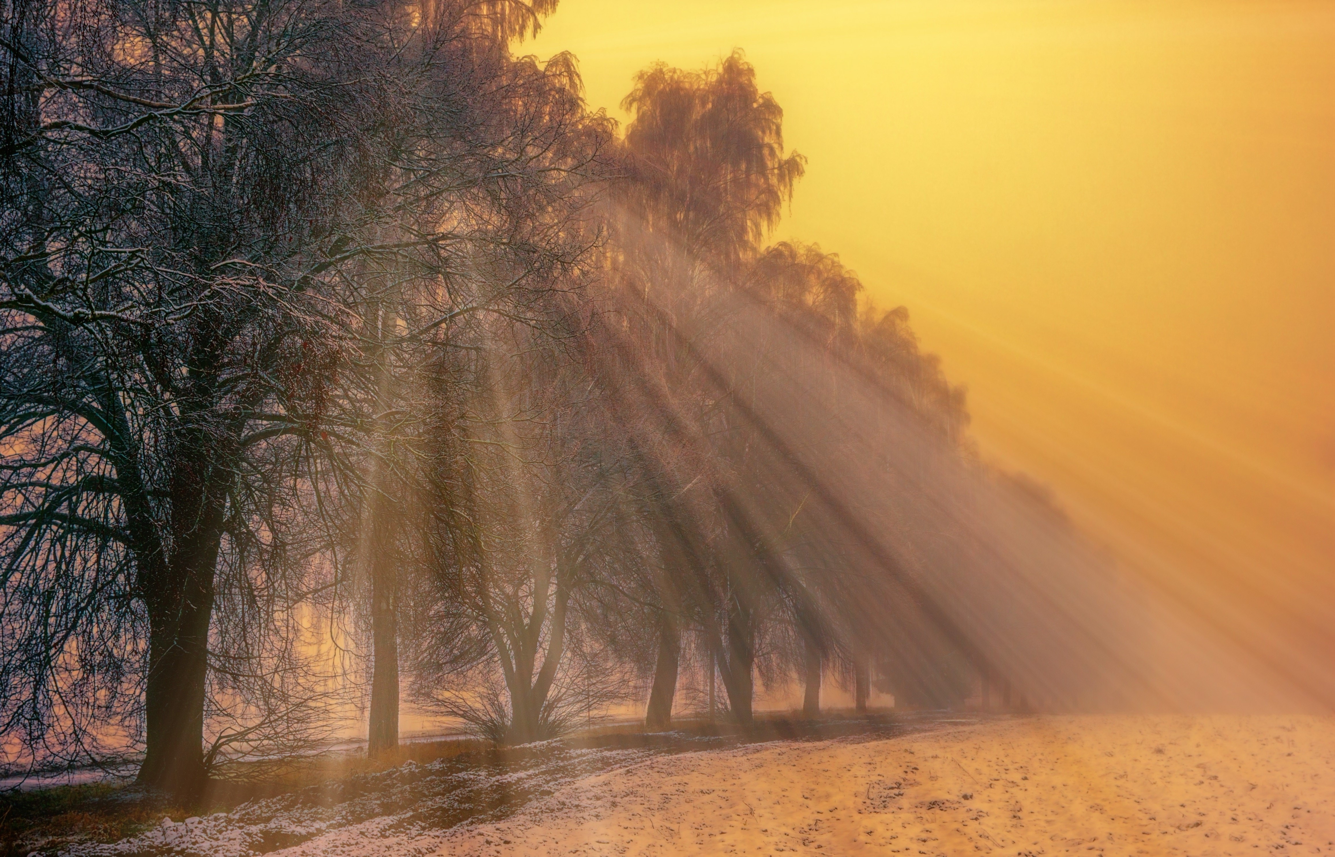 fog, trees, winter, nature, hd, 4k, HD Wallpaper
